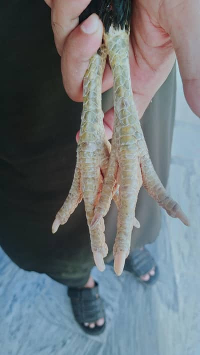 Lassani madi blue makoi eyes and eggs also available