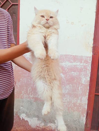 Persian cat