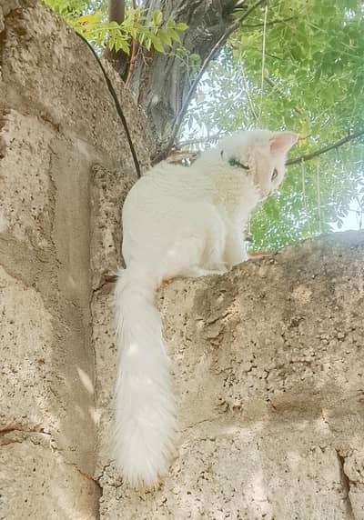 parsion cat for sale