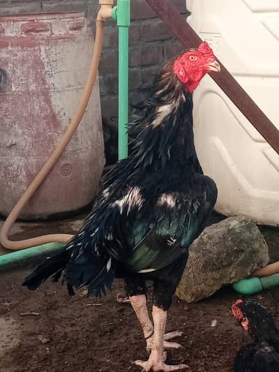 Mushka lassani for sale