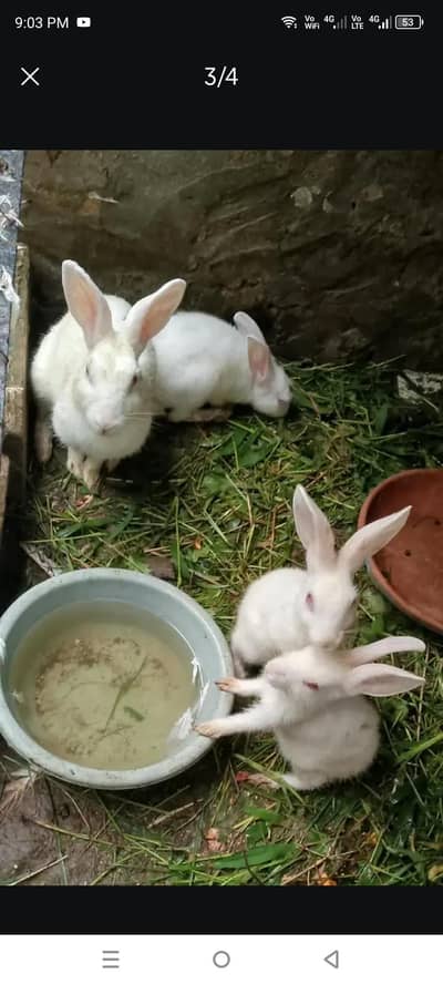 Rabbits