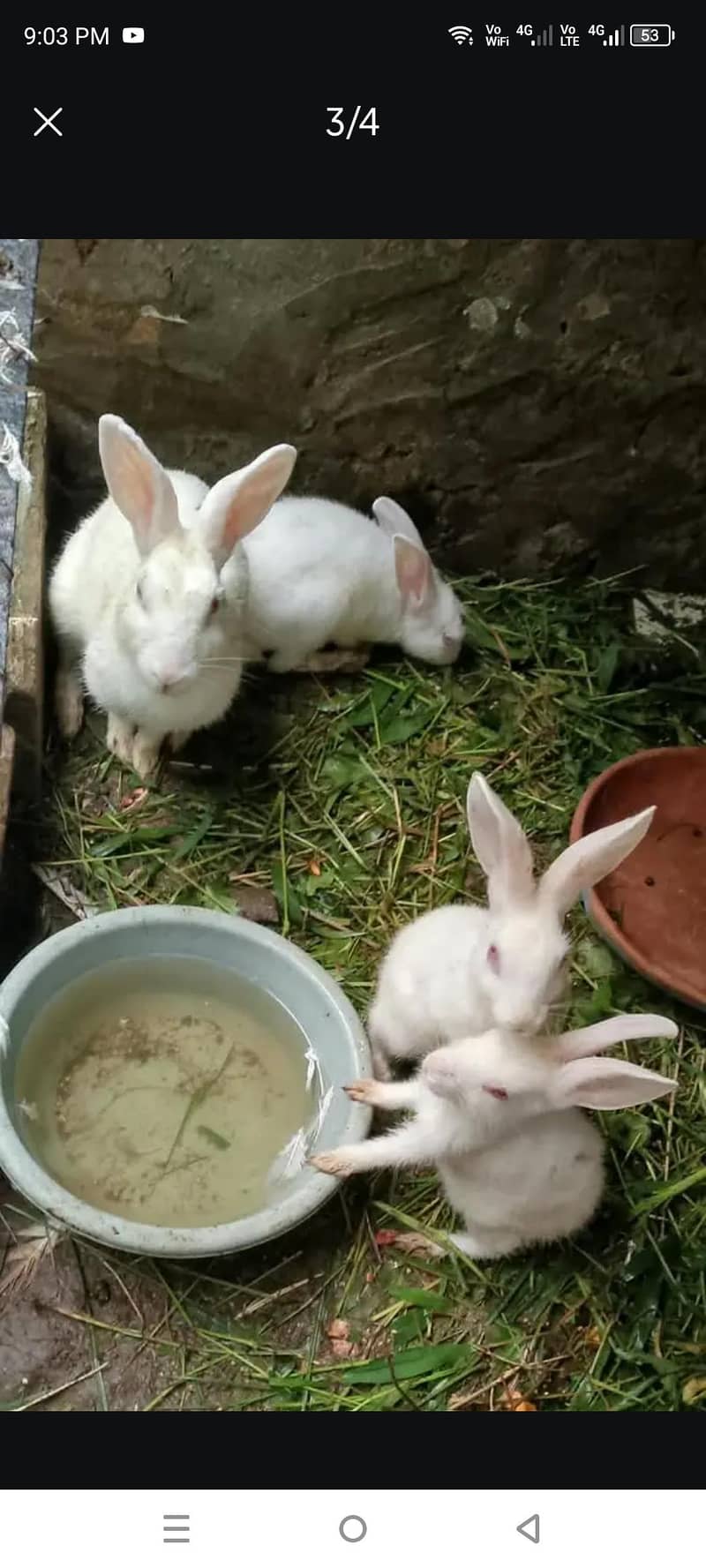 Rabbits 0