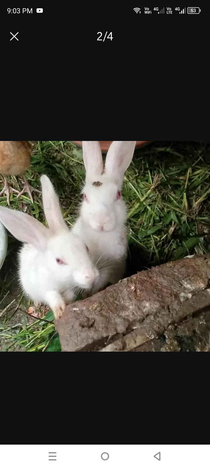 Rabbits 1