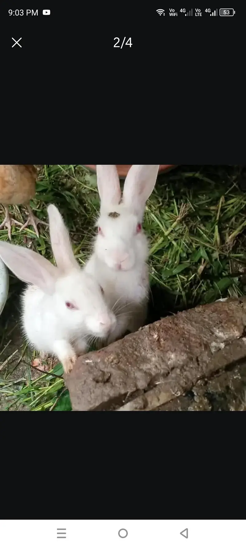 Rabbits — photo 2
