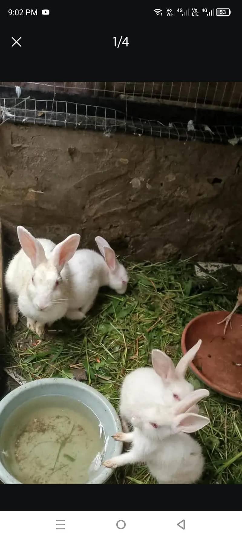 Rabbits 2