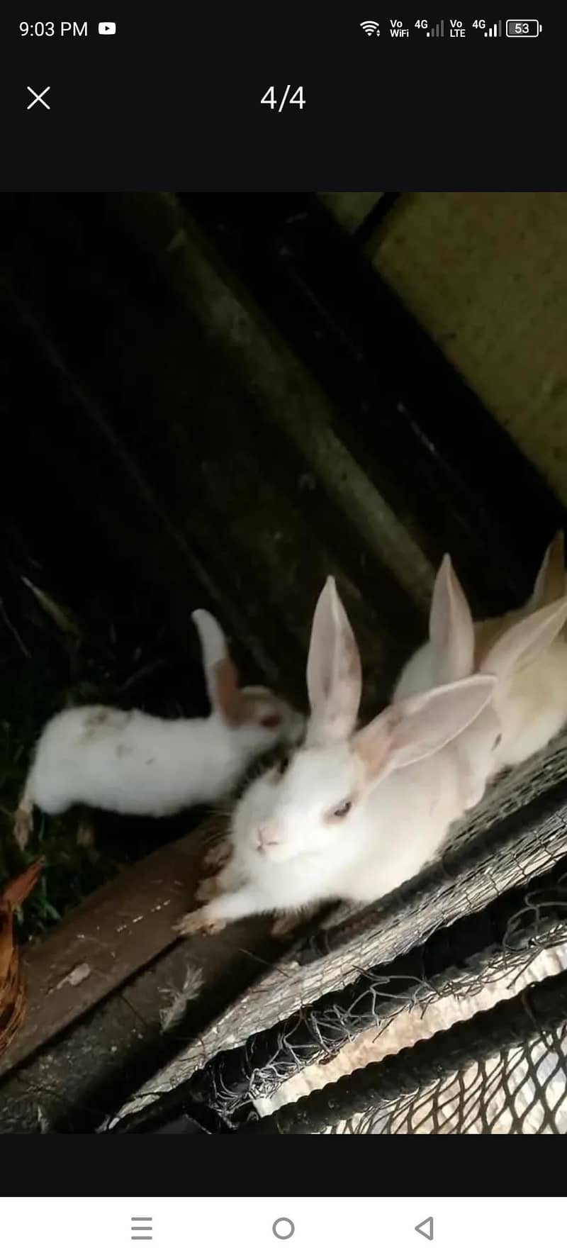Rabbits 3