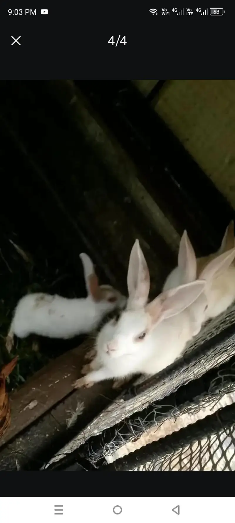 Rabbits — photo 4