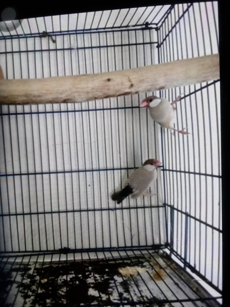 java finches breeder pair 0