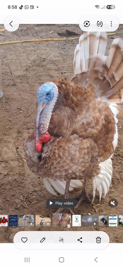 Turkey