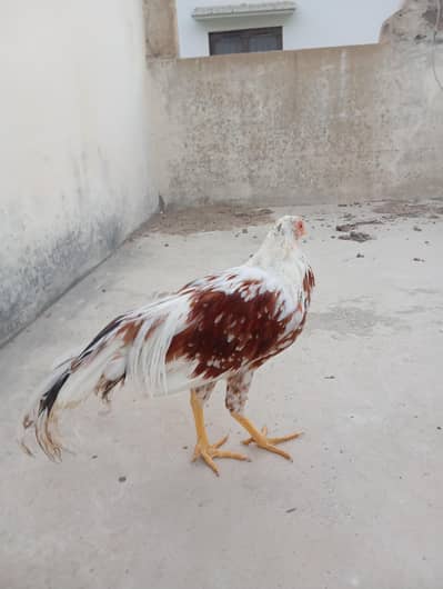 Yokohama Red sedle for Sale