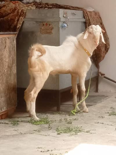 tedda breeder, male 03164357129