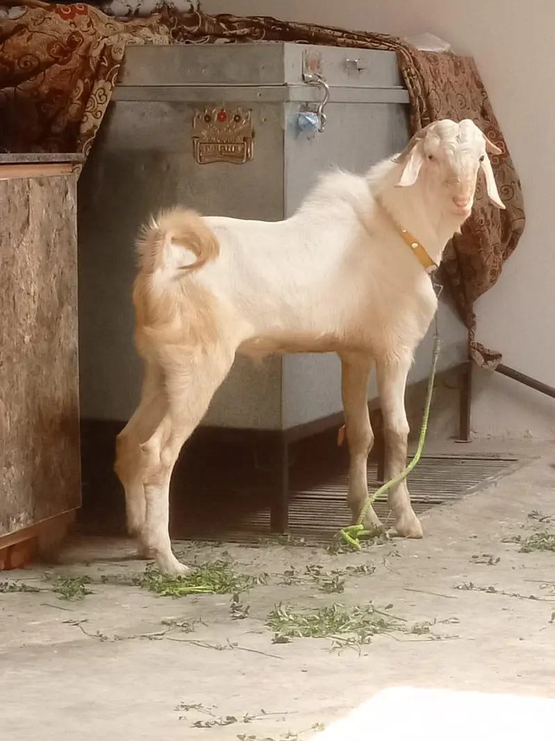 tedda breeder, male 03164357129