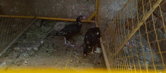 Mushka Chicks