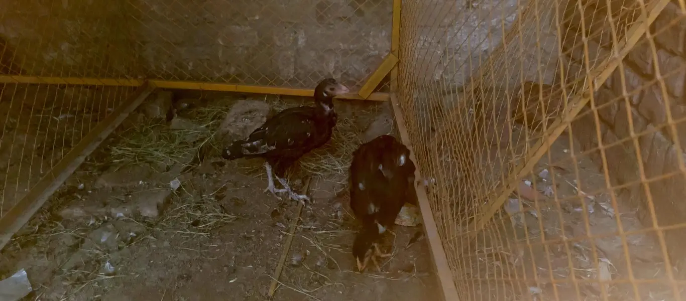 Mushka Chicks — photo 2