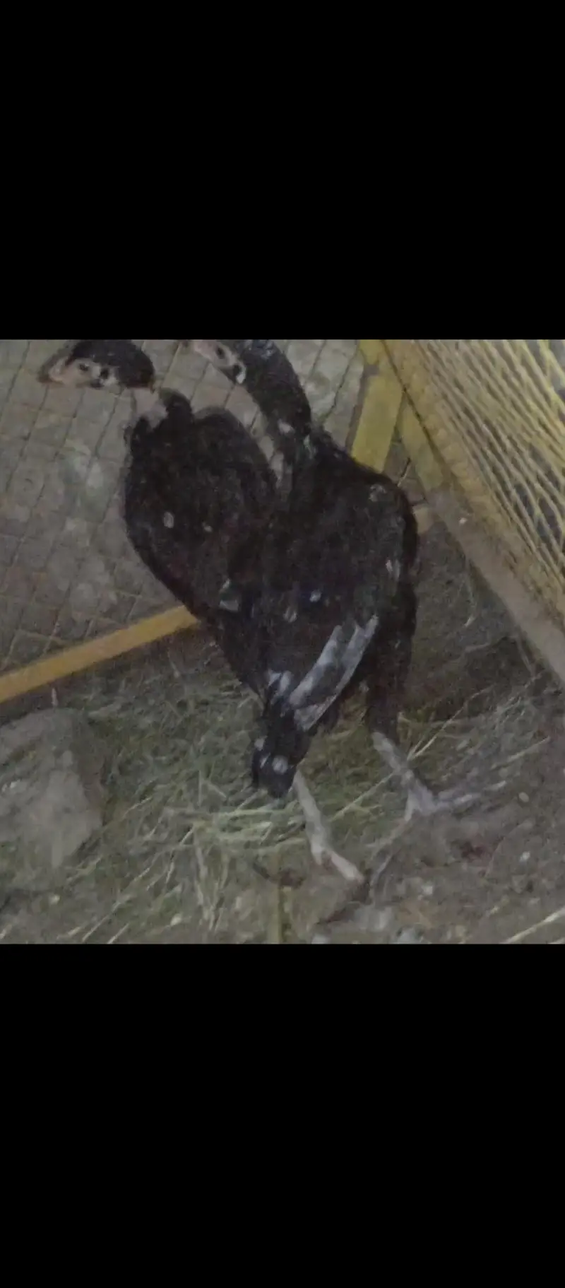 Mushka Chicks — photo 3