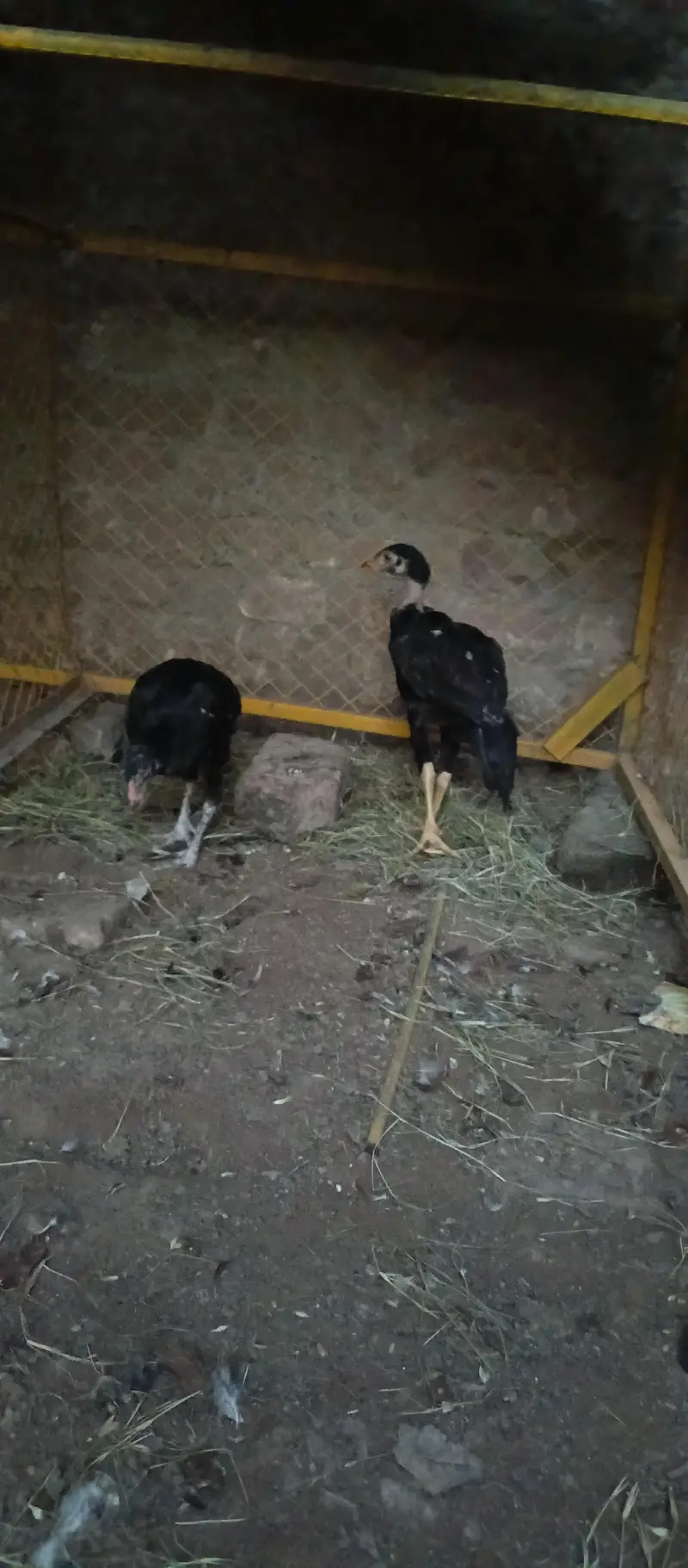 Mushka Chicks — photo 4