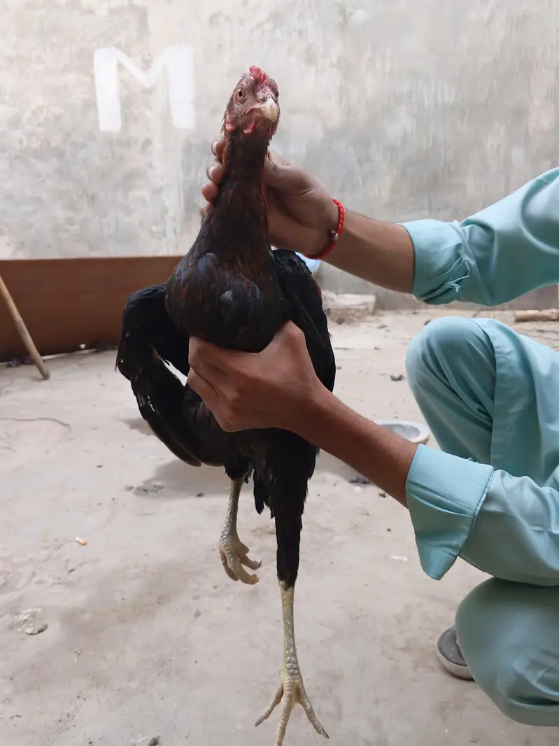 Barmi pokoya Aseel — photo 2