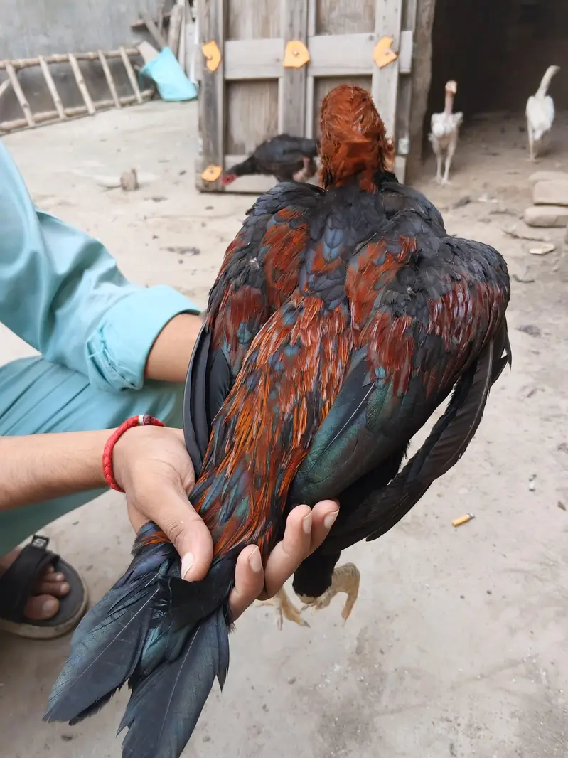 Barmi pokoya Aseel — photo 3