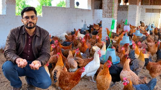 golden misri / desi hens / desi eggs / desi pathi / patha / eggs