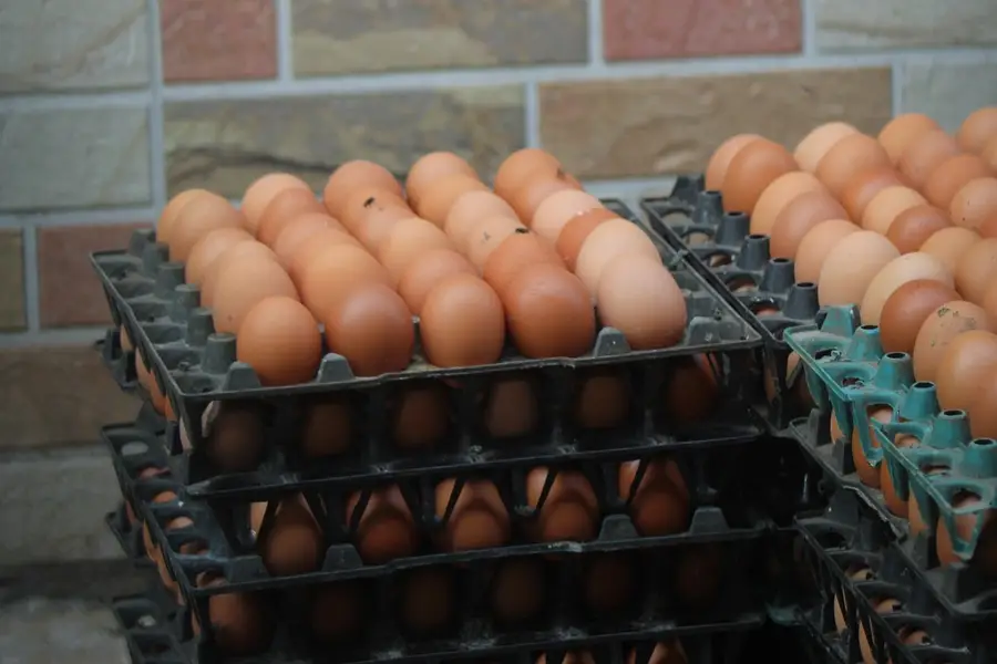 golden misri / desi hens / desi eggs / desi pathi / patha / eggs — photo 3