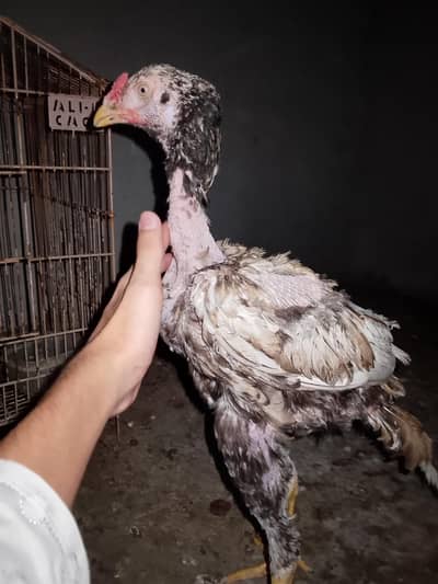 Assel Quality chicks/pathi or pathye for sale