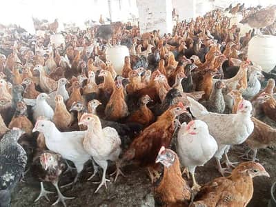 golden misri / desi hens / desi eggs / desi pathi / patha / eggs
