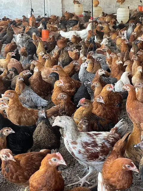 golden misri / desi hens / desi eggs / desi pathi / patha / eggs — photo 3