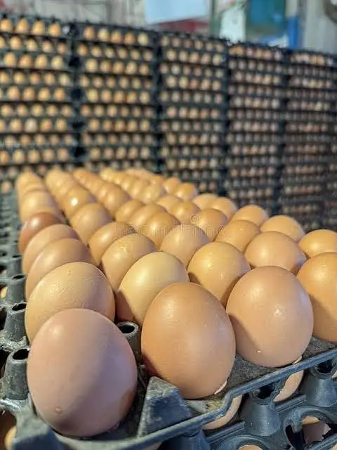 golden misri / desi hens / desi eggs / desi pathi / patha / eggs — photo 4