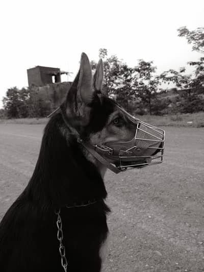 German Shepherd