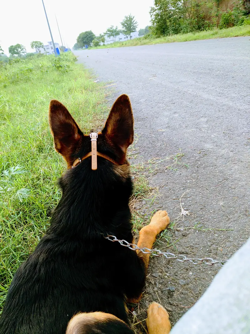 German Shepherd — photo 2