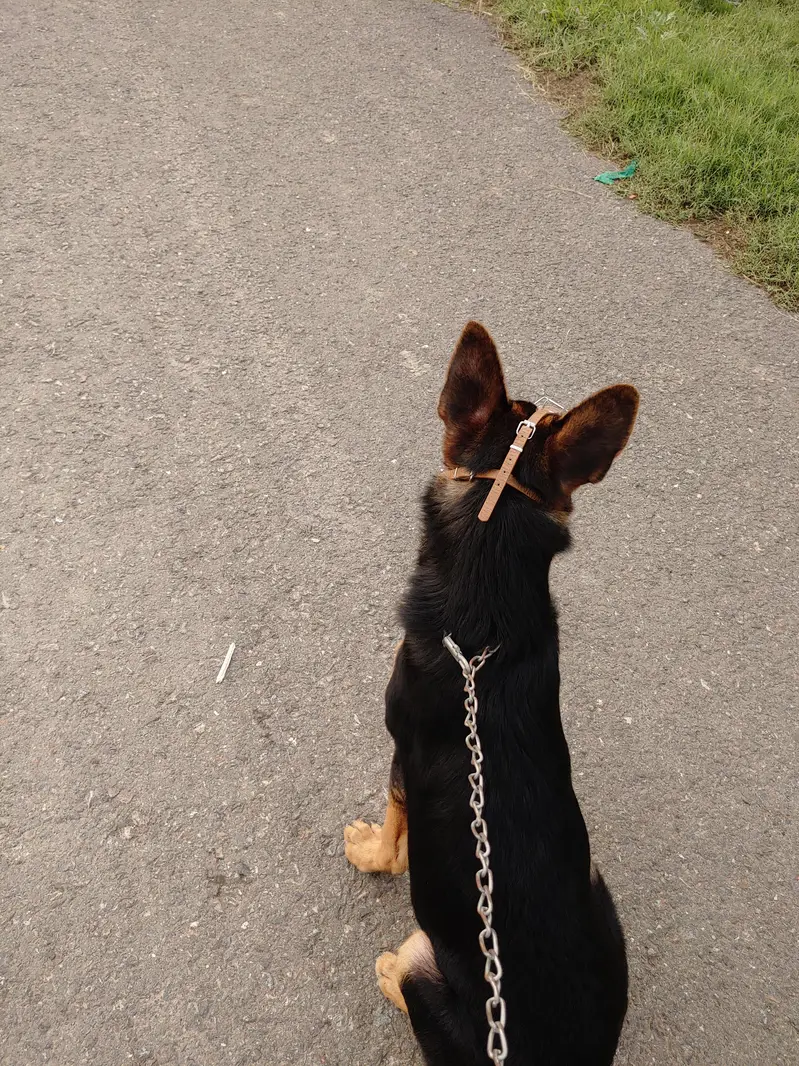 German Shepherd — photo 3