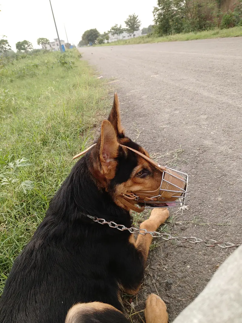 German Shepherd — photo 4