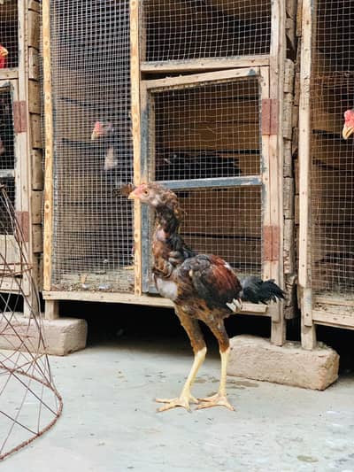 Aseel Amroha chicks
