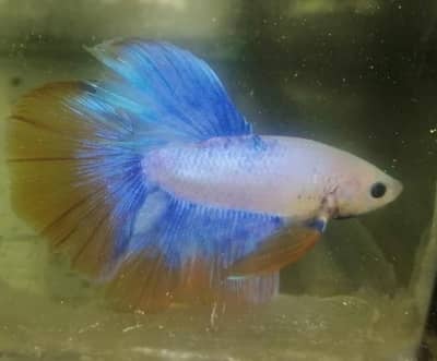 candy beta fish