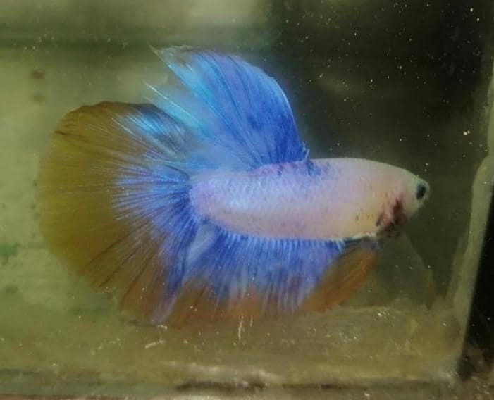 candy beta fish 1