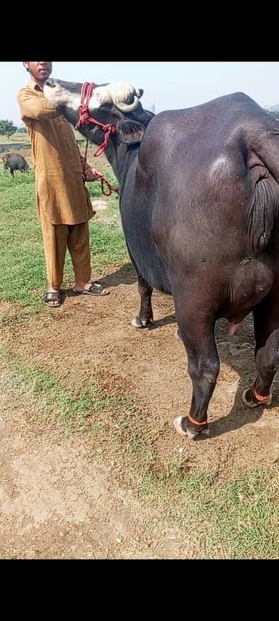 cow bahut khubsurat hai acchi nasl ki hai