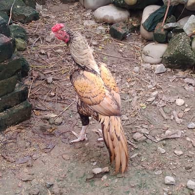 aseel mianwali murga 4sale