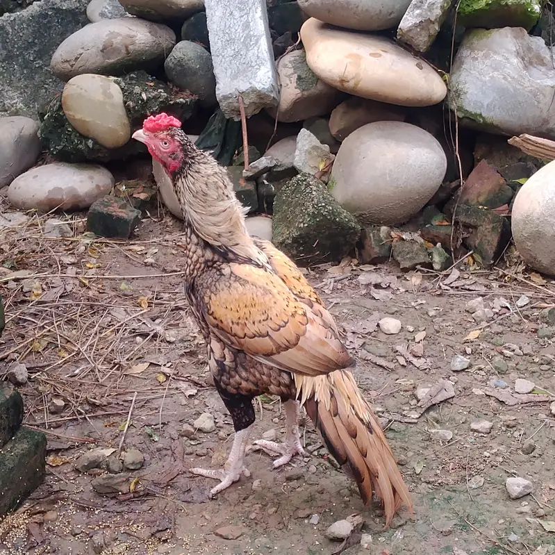 aseel mianwali murga 4sale — photo 2