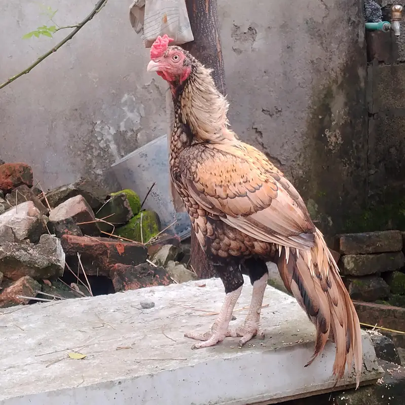 aseel mianwali murga 4sale — photo 3