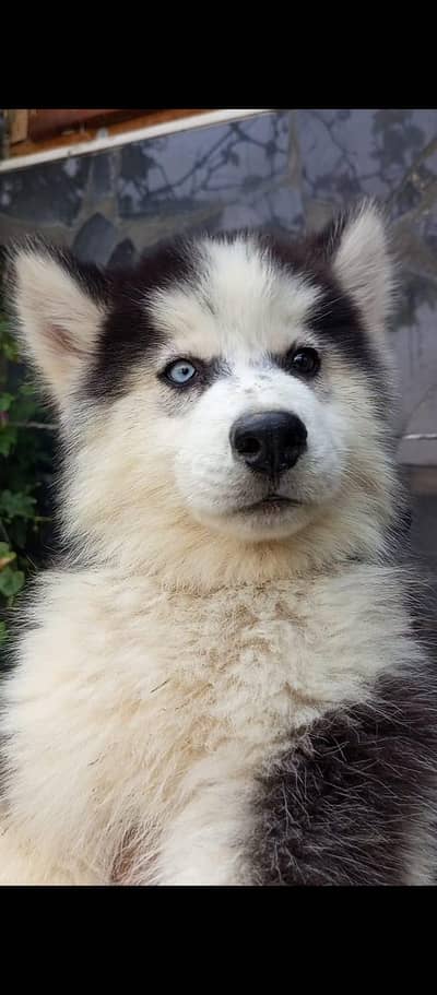 Siberian husky puppy blue eyes pure husky