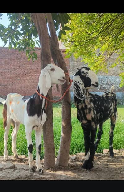 desi bakari hen 1 ki price 30000 ha 2no ki 60000