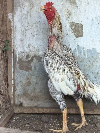 Shamo aseel healthy and active breeder pair for sale