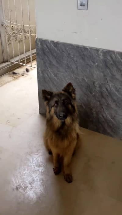 Pure German shepherd pregnant female
