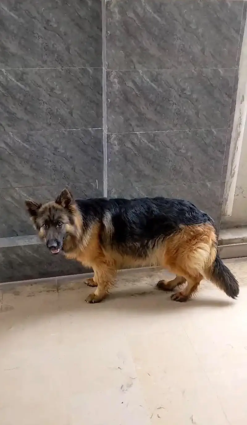 Pure German shepherd pregnant female — photo 2