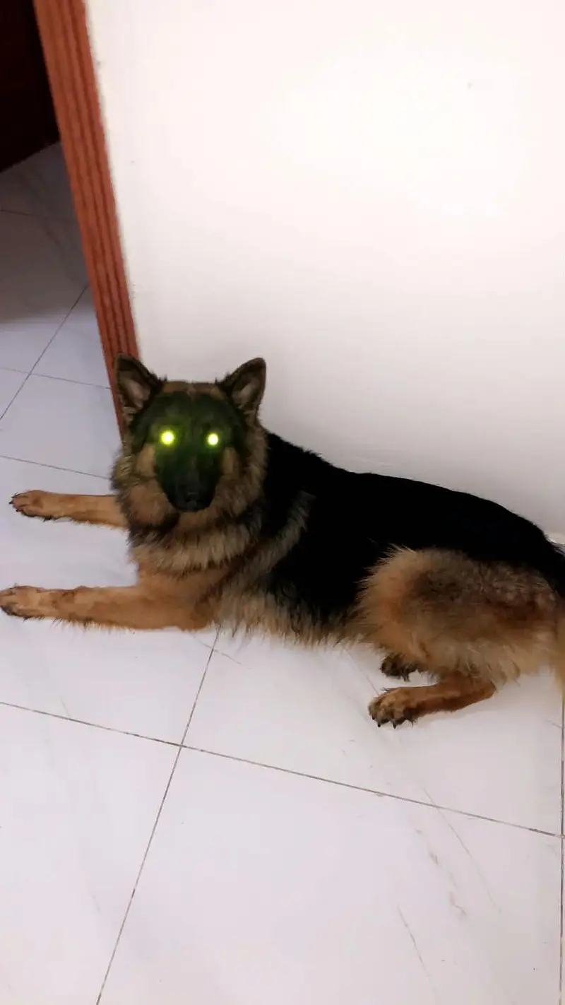 Pure German shepherd pregnant female — photo 3