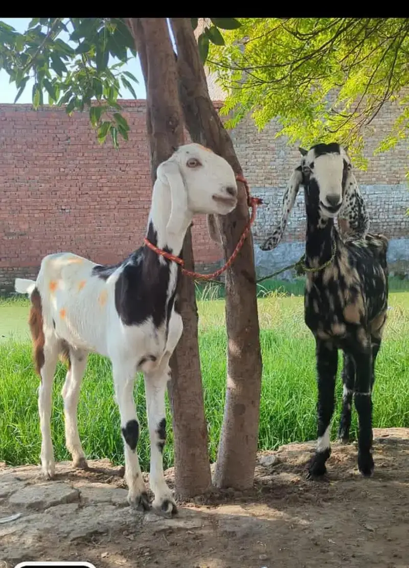 desi bakari hen 1 ki price 30000 ha 2no ki 60000 — photo 2