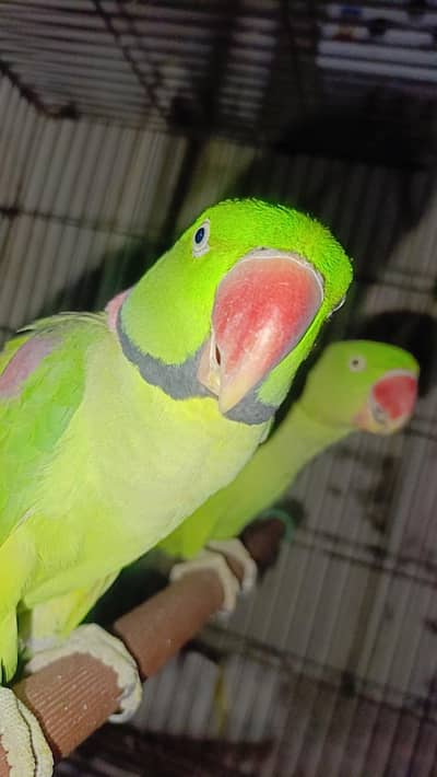 raw parrot breading pair