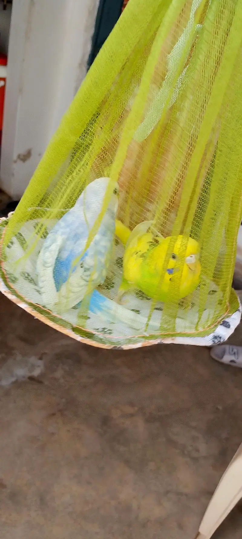 Beautiful pair in best colour and best price 900 — photo 2