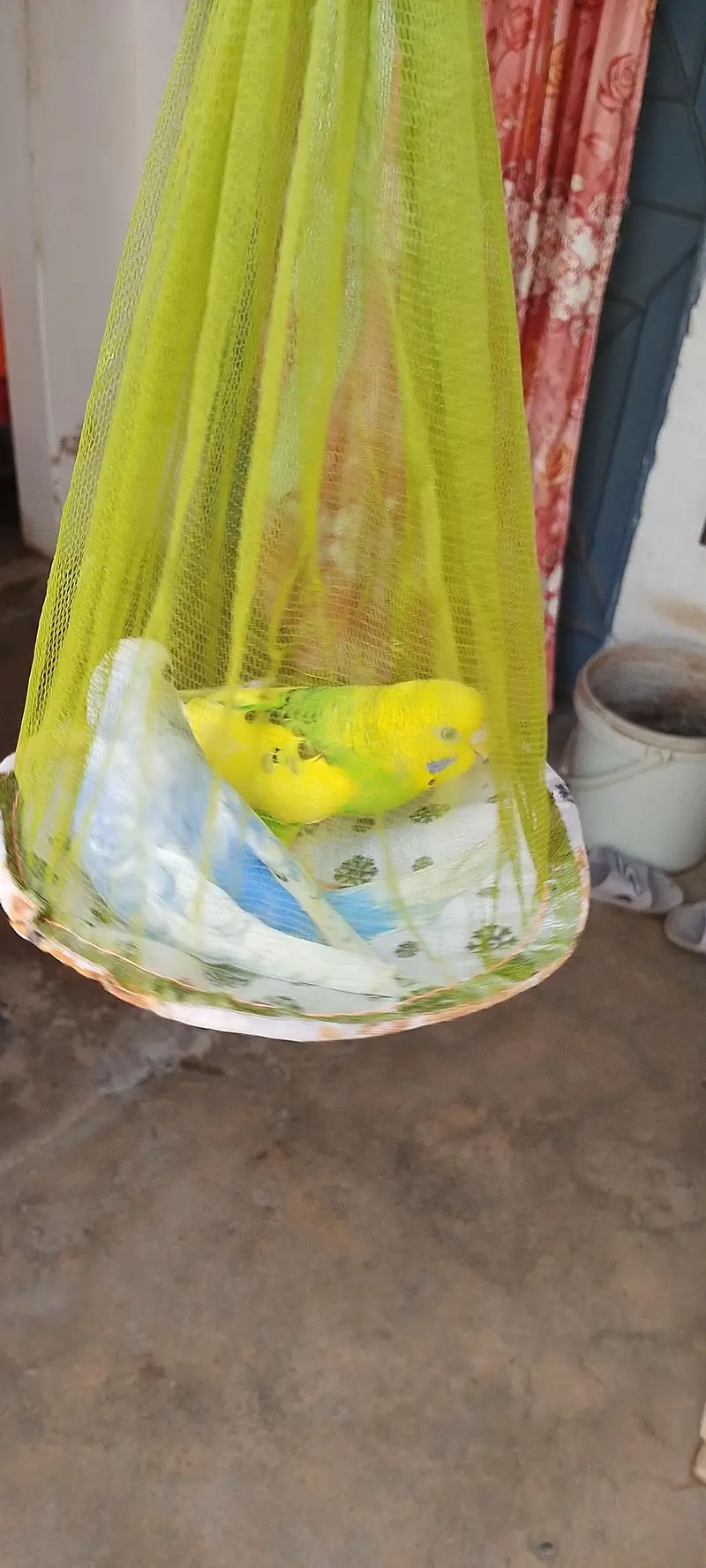 Beautiful pair in best colour and best price 900 — photo 3