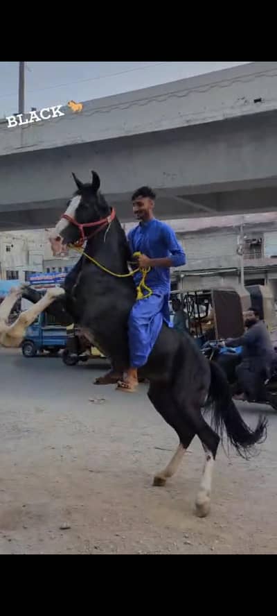 horse for sale Karachi